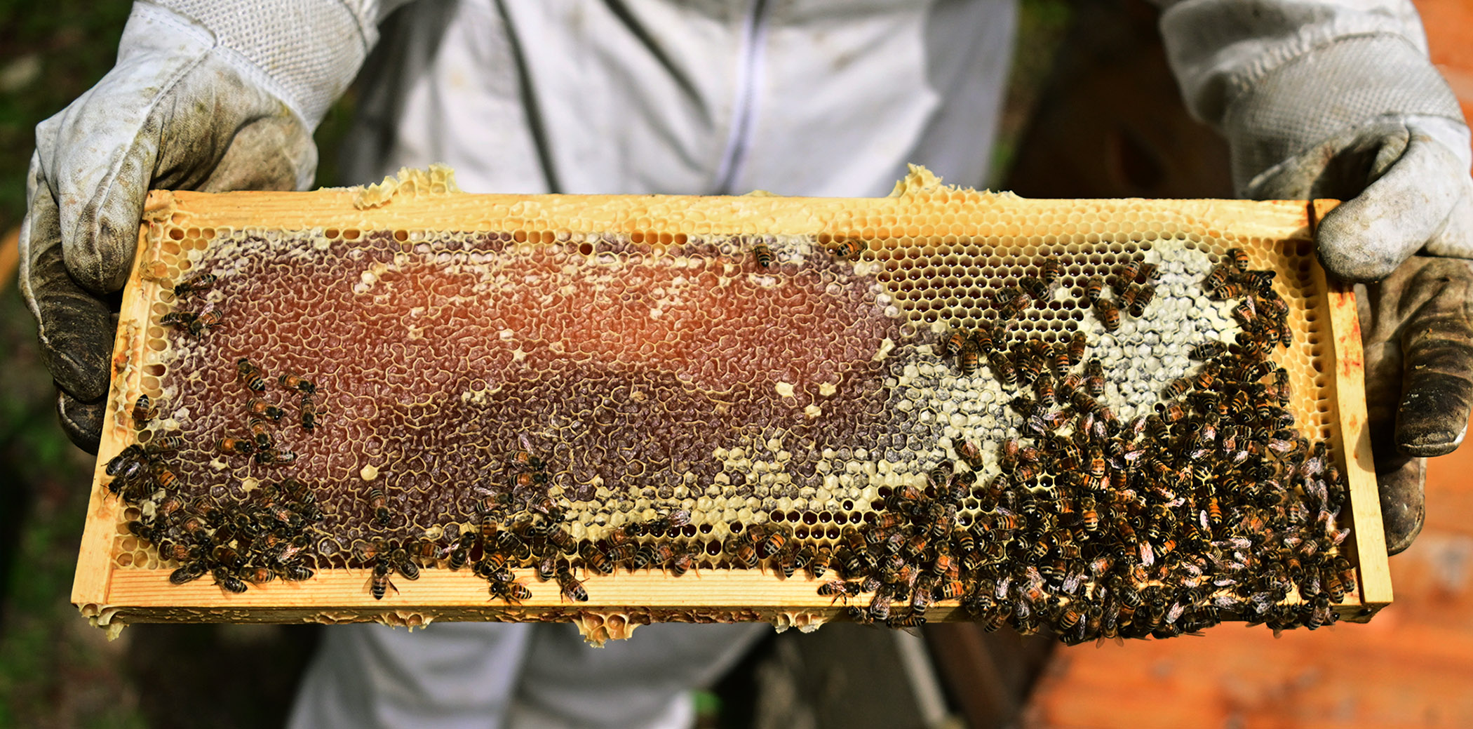A hive of activity: ‘Bee Lady’ advocates for honeybee education in Mon County